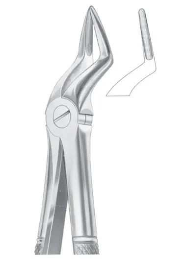 Fig. 51A upper roots 